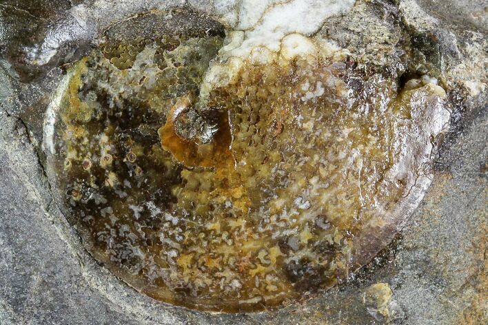 Sphenodiscus Ammonite - South Dakota #110580